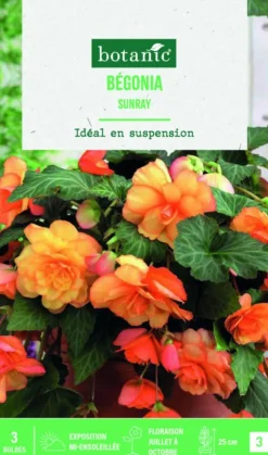 Bulbes de fleurs Bégonia cascade Sunray botanic® - 3 bulbes