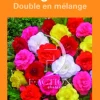 Bulbes de fleurs Bégonia double en mélange botanic® – 3 bulbes