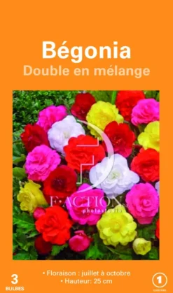 Bulbes de fleurs Bégonia double en mélange botanic® – 3 bulbes