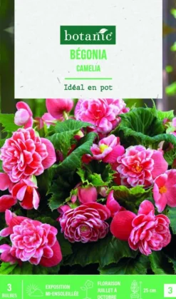 Bulbes de fleurs Bégonia double Camélia botanic® - 3 bulbes