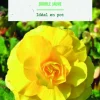 Bulbes de fleurs Bégonia double jaune botanic® - 3 bulbes