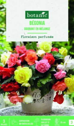 Bulbes de fleurs Bégonia Odorata mix botanic® - 3 bulbes