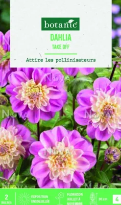 Bulbes de fleurs Dahlia Anémone Take off botanic® - 2 bulbes