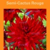 Bulbes de fleurs Dahlia Cactus rouge botanic® – 2 bulbes