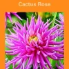 Bulbes de fleurs Dahlia Cactus rose botanic® – 2 bulbes