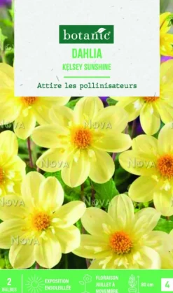Bulbes de fleurs Dahlia collerette Kelsey Sunshine botanic® - 2 bulbes
