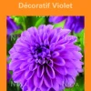 Bulbes de fleurs Dahlia décoratif violet botanic® – 2 bulbes