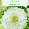 Bulbes de fleurs Dahlia décoratif White Perfection botanic® - 2 bulbes