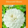 Bulbes de fleurs Dahlia décoratif blanc botanic® – 2 bulbes