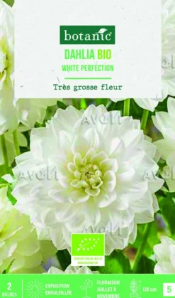 Bulbes de fleurs Dahlia décoratif White Perfection bio botanic® - 2 bulbes