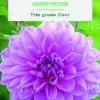 Bulbes de fleurs Dahlia décoratif Lavender Perfection botanic® - 2 bulbes