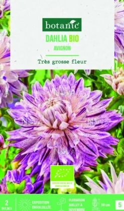 Bulbes de fleurs Dahlia décoratif Avignon bio botanic® - 2 bulbes