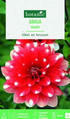 Bulbes de fleurs Dahlia décoratif Nagano botanic® - 2 bulbes