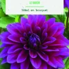 Bulbes de fleurs Dahlia décoratif Le Baron botanic® - 2 bulbes