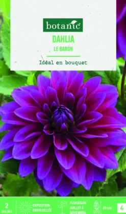Bulbes de fleurs Dahlia décoratif Le Baron botanic® - 2 bulbes