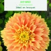 Bulbes de fleurs Dahlia Fimbriata Deep Impact botanic® - 2 bulbes