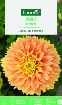Bulbes de fleurs Dahlia Fimbriata Deep Impact botanic® - 2 bulbes