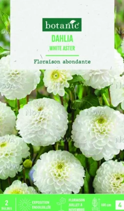 Bulbes de fleurs Dahlia Pompon White aster botanic® - 2 bulbes