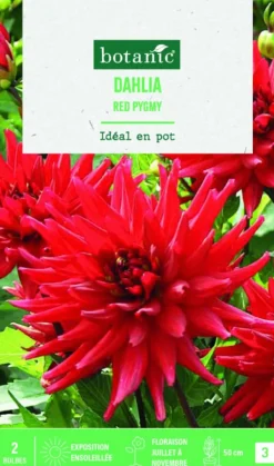 Bulbes de fleurs Dahlia semi-cactus nain red Pygmée botanic® - 2 bulbes