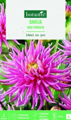 Bulbes de fleurs Dahlia semi-cactus nain Park Princess botanic® - 2 bulbes