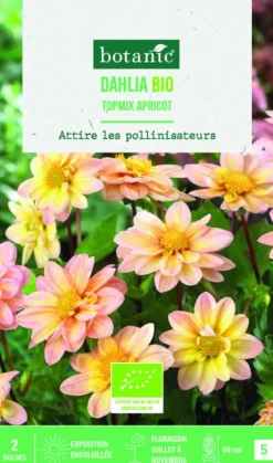 Bulbes de fleurs Dahlia Topmix Abricot bio botanic® - 2 bulbes