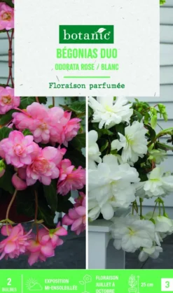 Bulbes de fleurs duo de Bégonias Odorata rose / blanc botanic® - 2 bulbes