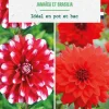 Bulbes de fleurs duo de Dahlias décoratifs nains simples Jamaïca / Brasilia botanic® - 2 bulbes