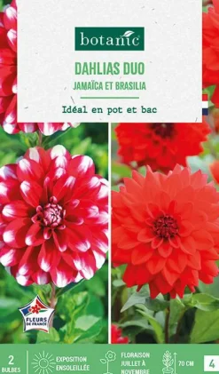 Bulbes de fleurs duo de Dahlias décoratifs nains simples Jamaïca / Brasilia botanic® - 2 bulbes
