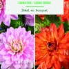 Bulbes de fleurs duo de Dahlias semi-cactus Karma rose / Karma orange botanic® - 2 bulbes