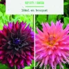 Bulbes de fleurs duo de Dahlias semi-cactus Ripcity / Fimbriata Omega botanic® - 2 bulbes