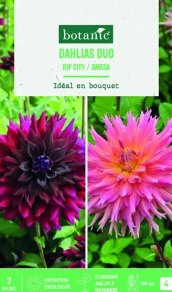 Bulbes de fleurs duo de Dahlias semi-cactus Ripcity / Fimbriata Omega botanic® - 2 bulbes