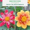 Bulbes de fleurs duo de Dahlias Cherry Star / Esther botanic® - 2 bulbes