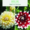 Bulbes de fleurs duo de Dahlias décoratifs Seattle / Duet botanic® - 2 bulbes
