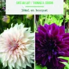 Bulbes de fleurs duo de Dahlias décoratifs Café au lait / Thomas Edison botanic® - 2 bulbes