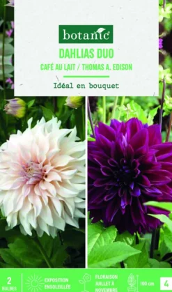 Bulbes de fleurs duo de Dahlias décoratifs Café au lait / Thomas Edison botanic® - 2 bulbes