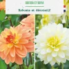 Bulbes de fleurs duo de Dahlias buisson Odessa / Sophia botanic® - 2 bulbes