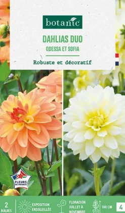 Bulbes de fleurs duo de Dahlias buisson Odessa / Sophia botanic® - 2 bulbes