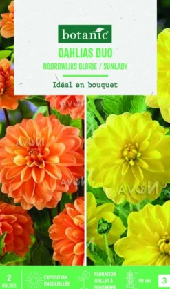 Bulbes de fleurs duo de Dahlias décoratifs Noordwijk / Sunlady botanic® - 2 bulbes