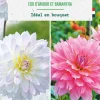 Bulbes de fleurs duo de Dahlias décoratifs Fou d’amour / Samantha botanic® - 2 bulbes