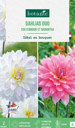 Bulbes de fleurs duo de Dahlias décoratifs Fou d’amour / Samantha botanic® - 2 bulbes