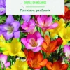 Bulbes de fleurs Freesia simple mix botanic® - 32 bulbes