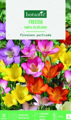 Bulbes de fleurs Freesia simple mix botanic® - 32 bulbes