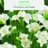 Bulbes de fleurs Freesia simple blanc botanic® - 15 bulbes