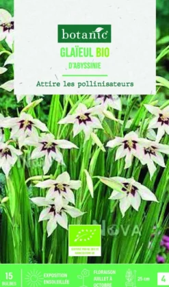 Bulbes de fleurs Glaïeul d’Abyssinie bio botanic® - 15 bulbes