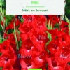 Bulbes de fleurs Glaïeul grandes fleurs Bunga bio botanic® - 10 bulbes