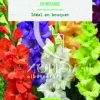 Bulbes de fleurs Glaïeul grandes fleurs en mélange bio botanic® - 10 bulbes