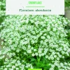 Bulbes de fleurs Gypsophile paniculata Snowflake bio botanic® - 2 bulbes