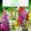 Bulbes de fleurs Ixia en mélange botanic® - 25 bulbes