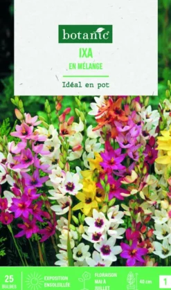 Bulbes de fleurs Ixia en mélange botanic® - 25 bulbes