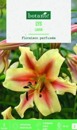 Bulbes de fleurs Lys oriental Lavon botanic® - 2 bulbes